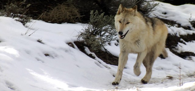 wolf running in the snow - Taming the Wolf