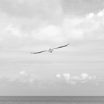 Seagull | Franciscan Peacemaking